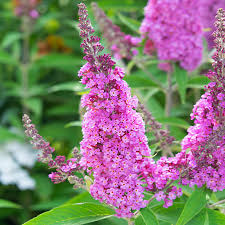 Buddleia Butterfly Candy Pink