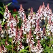 Tiarella cord. Sugar and Spice