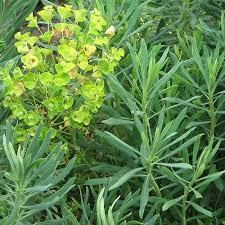 Euphorbia characias wulfenii  2 Ltr pot