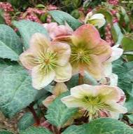 HELLEBORUS WINTER MOONBEAM