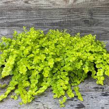 Lysimachia num. Goldilocks 12cm Pot ( Creeping Jenny )