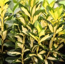 Euonymus jap. Gold Queen