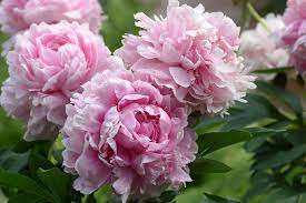 Paeonia (L) Fabulous Flowers