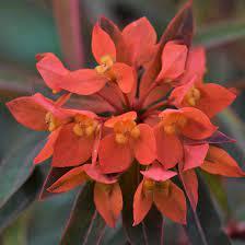 Euphorbia-griffithii-Fireglow-Flower