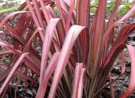 PHORMIUM Pink Panther 40/50 3L