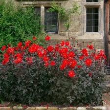 DAHLIA Bishop of Llandaff