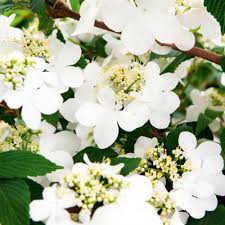 Viburnum plic. Kilimandjaro