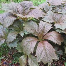 Rodgersia Braunlaub