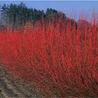 Cornus alba Sibirica