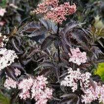 Sambucus nigra Black Tower