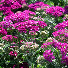 ACHILLEA New Vintage Violet