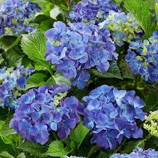 Hydrangea mac. Mophead Blue