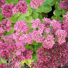 Sedum spect. Brilliant