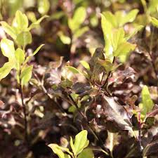 PITTOSPORUM tenui. Tom Thumb