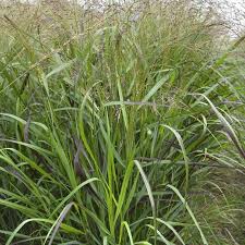 Panicum virgatum Squaw