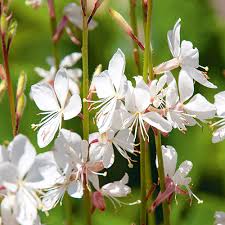 Gaura lindheimeri Nova