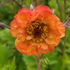 Geum Tutti Fruitti