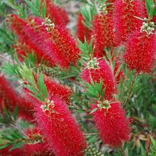 Callistemon Splendens