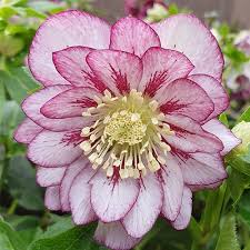 Helleborus or. Double Ellen Pink