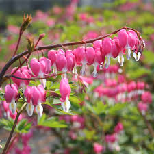 Dicentra spectabilis