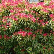 Pieris Forest Flame