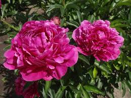 Paeonia Karl Rosenfield