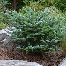 Abies koreana Silberlocke  30-40 CM