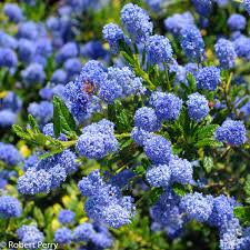 Ceanothus Concha