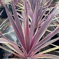 Cordyline Paso Doble