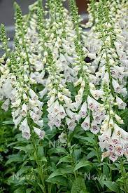 Digitalis purpurea Dalmation White