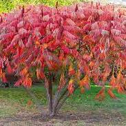 RHUS TYPHINA LACINIATA