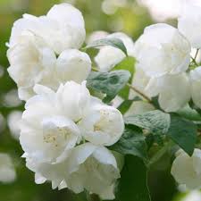 Philadelphus Virginal