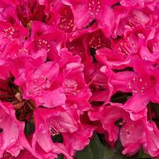 RHODO. INKARHO VARIETIES