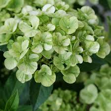 HYDRANGEA Fairytrail Green