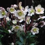 Lenten Rose (Helleborus Cinnamon Snow)