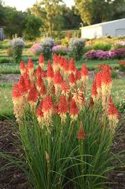 KNIPHOFIA Pyromania Rockets Red Glare