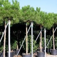 PINUS PINEA CLT 25 / 30  H 150 - 175 CM  CIRC. TR. 14 - 16 CM  1/2 STD