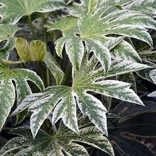 Fatsia japonica Spiders Web