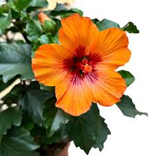 Hibiscus rosa-sin. Petit orange