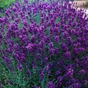 LAVANDULA ANG. HIDCOTE BLUE