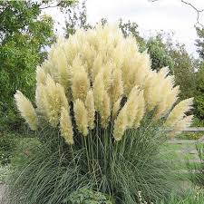 Cortaderia sell. Ice Cool