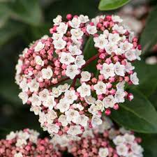 VIBURNUM TINUS EVE PRICE (NL)