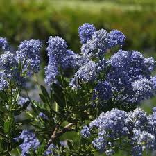 Ceanothus Blue Sapphire