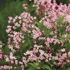 Deutzia Yuki Cherry Blossom