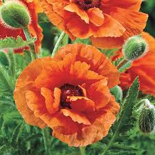 Papaver Orientale Orange Glow