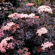 Sambucus nigra Black Lace  5 Ltr pot