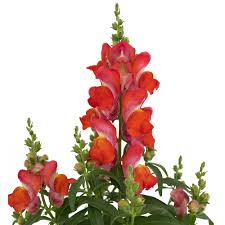 Antirrhinum Candy Orange