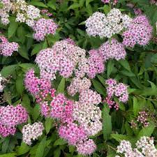 Spiraea Shirobana