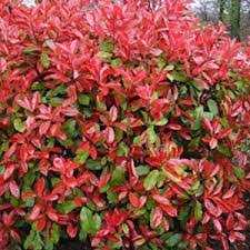 PHOTINIA SERR. RED ROBIN COMPATTA CLT 35   CIRC. TR. 08 - 10 CM   CHIOMA 50- 60 CM 1/2 STD