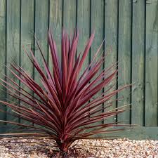 Cordyline aus. Red Star